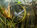   very special picture redeyed damselflies under water. This couple putting their eggs underwater. silver color due small air bubbles breathe red-eyed red eyed water underwater  